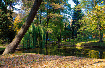 autumn park in the park