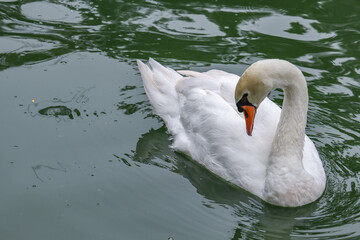 Obraz premium Beautiful mute swan, Cygnus olor, swimming in the lake