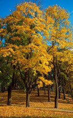 Fototapeta na wymiar autumn trees in park