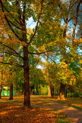 autumn trees in the park