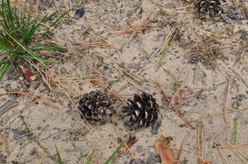 Two pine cones on the ground. Tires on the sand, among the dry needles. Background, texture.