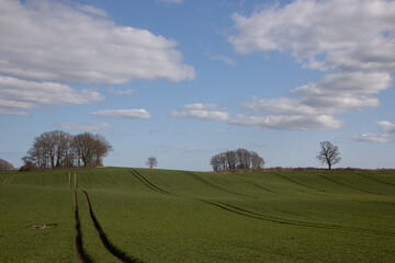 Obraz premium Bäume am Feld im Frühling