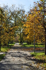 Fototapeta na wymiar Autumn panorama of the city square. Trees with yellow leaves in the sun.