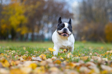 Cute face of a portrait of a French Bulldog dog in motion in an autumn park against a background of bright foliage. Pets for a walk.