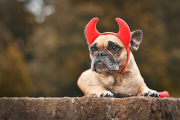 French Bulldog dog wearing Halloween costume with red devil horns and tail with copy space