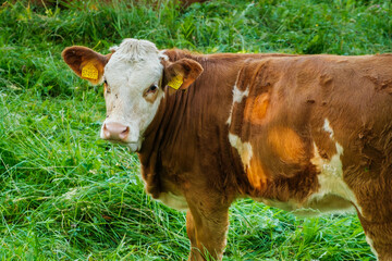 Naklejka na ściany i meble Funny brown cow looking at the camera and gazing in a meadow on the pasture