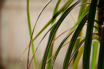 Green leaves of Dracaena on blurred background with copy space.