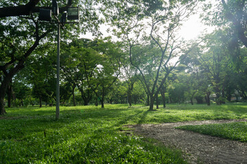Fototapeta premium Beautiful nature at morning with sun in big city park