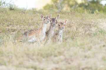 deer in the wild
