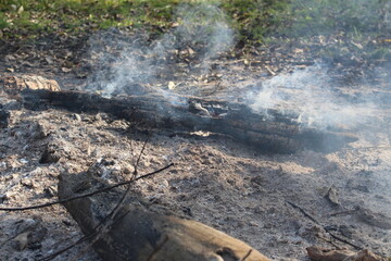 logs , trees burning in the forest