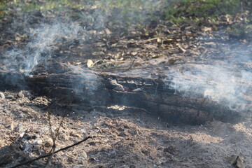 logs , trees burning in the forest