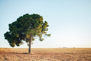 Árbol en medio del campo, árbol solitario