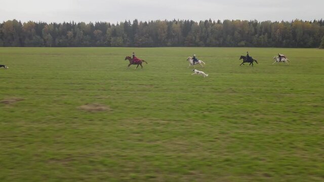 Historical reconstruction of traditional horse hunting with russian borzoi dogs. Horseman and greyhounds running on the field race.