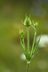 Cutleaf teasel green seeds closeup view with blurred green background