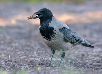 Hooded crow (Corvus cornix) posing on the ground with a piece of bread food in the beak 