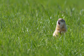 Naklejka na ściany i meble Speckled ground squirrel or spotted souslik (Spermophilus suslicus) calls loudly his simple song with wide open mouth over green grass land