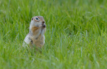 Naklejka na ściany i meble Hungry speckled ground squirrel or spotted souslik (Spermophilus suslicus) feeds on green plant parts in summer season