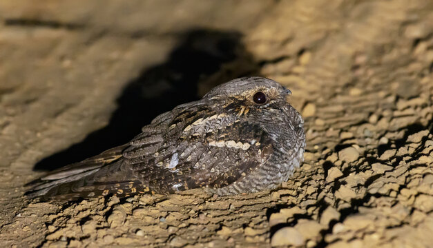 Brave European nightjar (Caprimulgus europaeus) sits and rests on forest road at spring night 