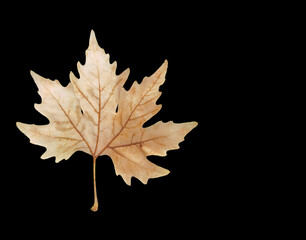autumn leaves brown platanus tree isolated in black background