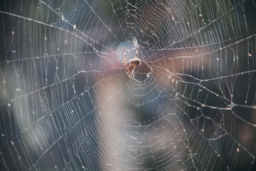 Araña haciendo su telaraña 