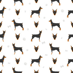 German pinscher seamless pattern. Different poses, coat colors set