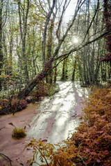 Beautiful Swamp Pond, in Irish Woodland, Abstract