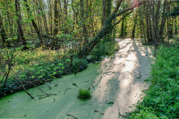 Fototapeta na wymiar Beautiful Swamp Pond, in Irish Woodland, Abstract