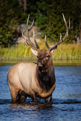 Naklejka na ściany i meble bull elk in the lake
