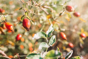 Wild red rosehips berries in nature. Contains vitamin C and essential oils. Sunny day