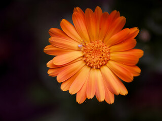 Orange calendula flower, top view. A little spider on a flower.