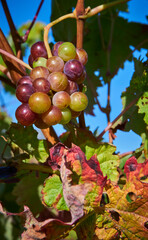 Close-up of grapes with different degree of ripeness