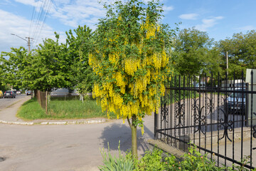 Branches with beautiful yellow hanging flowers of golden rain tree in spring garden. Nature background. (Laburnum anagyroides). Common Laburnum Flowers in Bloom in Springtime.