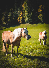 Naklejka na ściany i meble Pferd auf einer Wiese beim Fressen an einem wunderbaren Herbst Tag 