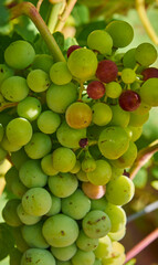 Close-up of green grapes for harvesting