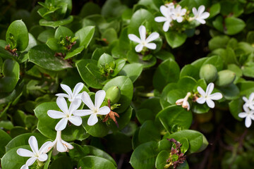 Carissa macrocarpa