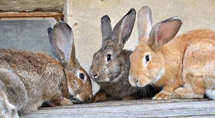 Domestic rabbits kept in a private village yard