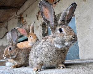 Domestic rabbits kept in a private village yard