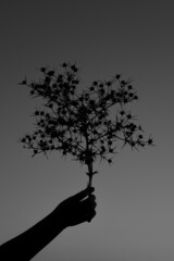 silhouette of woman hand holding prickly plant