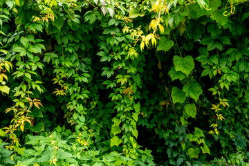 Zielone kolumny z liści, wiszące liście, zarośnięte bluszczem przestrzenie 