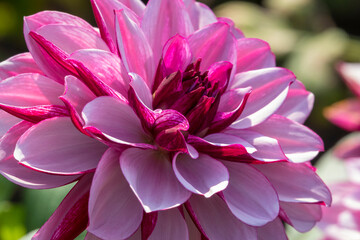 Dahlie (Dahlia), Sorte Creme de Cassis