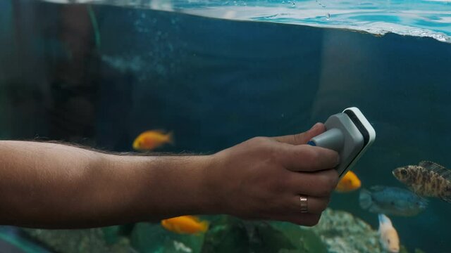 A man is cleaning the aquarium with a magnetic brush. Aquarium with many fish.