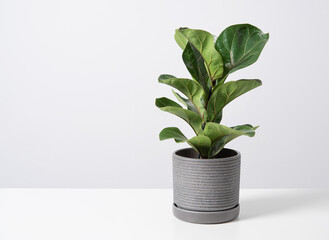ficus lirata bambino tropical  plant in a concrete  pot on a gray background. Scandinavian style....