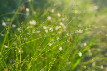 Summer meadow with green grass and white flowers on a sunny evening with highlights and rays of the sun on the greenery