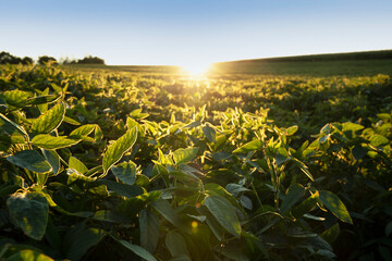 Green ripening soybean field in sunset lights. Agricultural landscape image