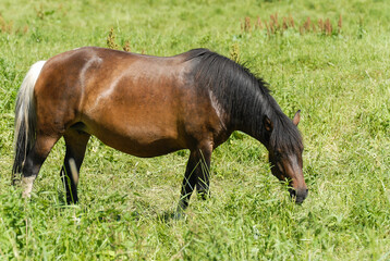 Fototapeta premium Wild horses on a green pasture, Bieszczady Mountains, Poland