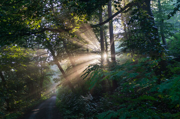 scenic sunlight and trees in the enchanting forest tranquility and mediteation in nature