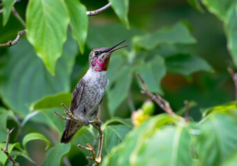 A juvenile Anna's hummingbird, Calypte anna, chirping on a branch in a backyard on the west coast of Oregon.