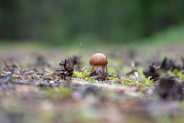 mushroom and cone