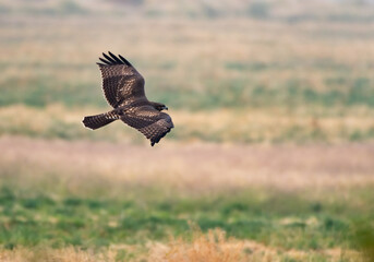 A Red-tailed Hawk (Buteo jamaicensis) soaring over a field in Klamath Falls, Oregon on a sunny day.