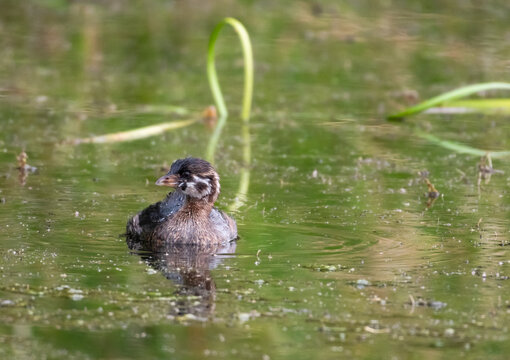 A juvenile Pied-billed Grebe, Podilymbus podiceps, floating in the early morning sunlight on a pond in Klamath Falls, Oregon. 